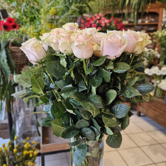 Rose Pink Mondial 70cm