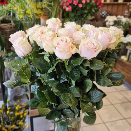 Rose Pink Mondial 70cm