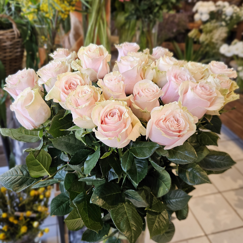 Rose Pink Mondial 70cm