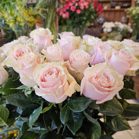 Rose Pink Mondial 70cm