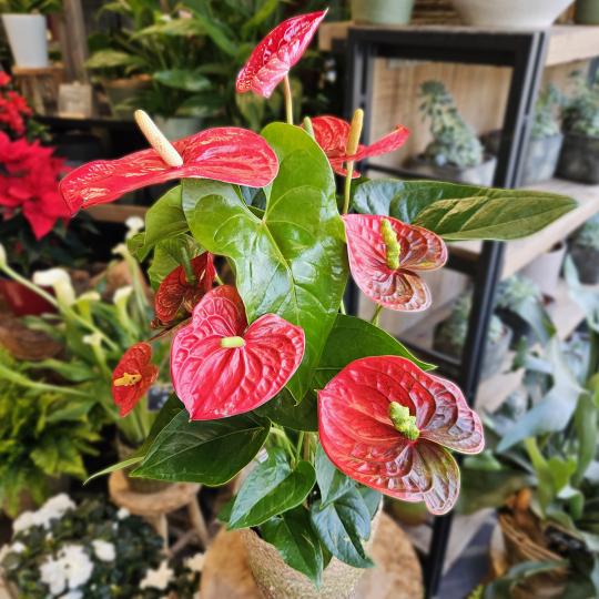 Anthurium