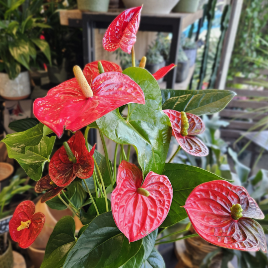Anthurium