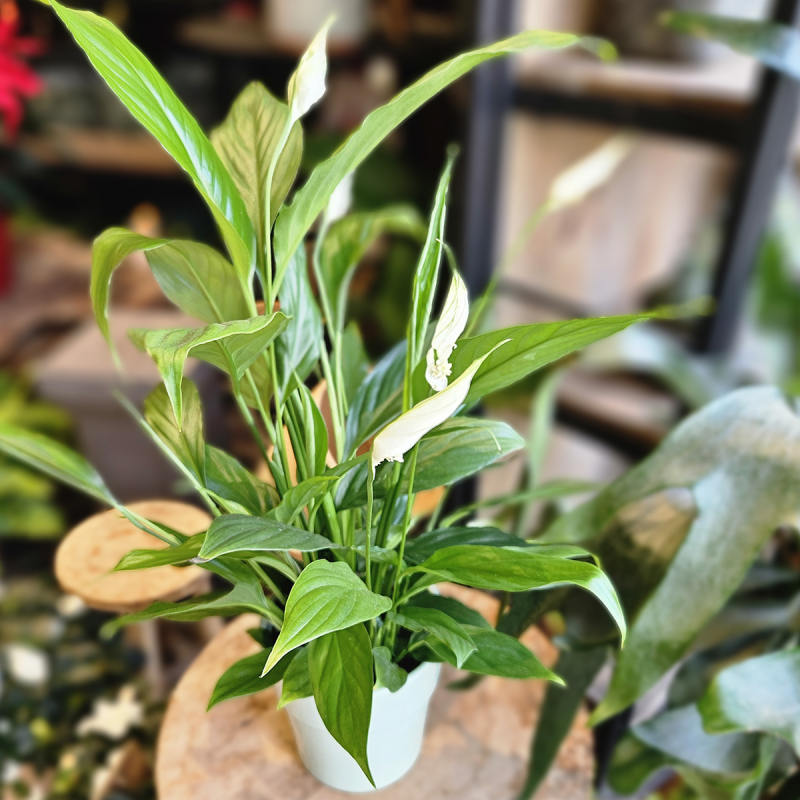 Spathiphyllum