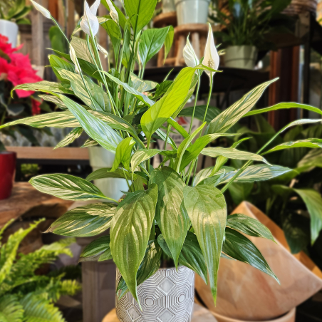 Spathiphyllum