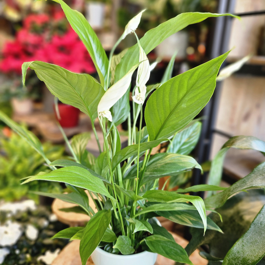 Spathiphyllum