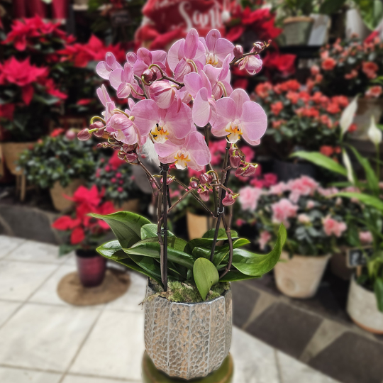 Orchidée 4 branches