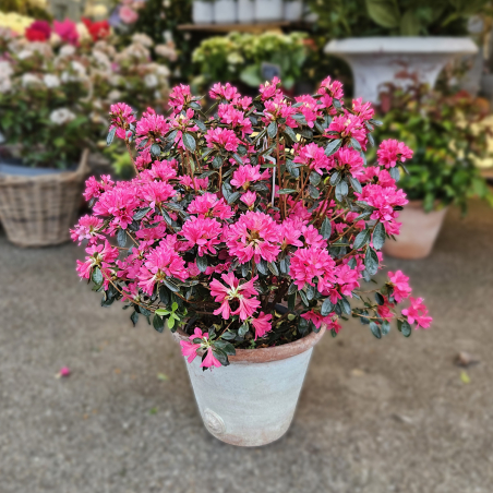 Azalée rustique fuchsia