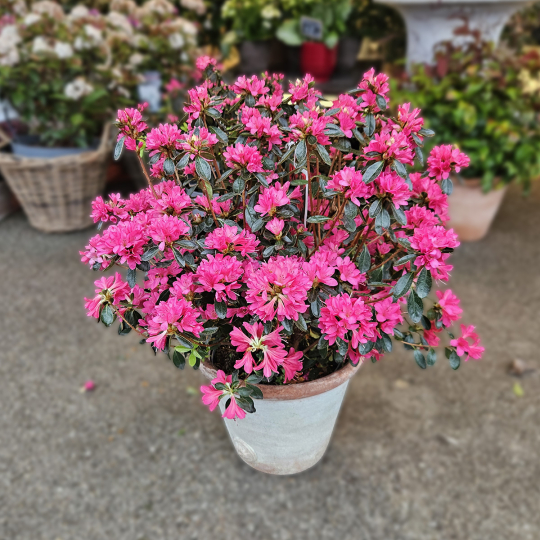 Azalée rustique fuchsia