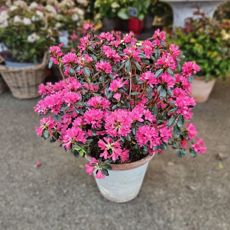 Azalée rustique fuchsia