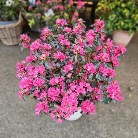 Azalée rustique fuchsia