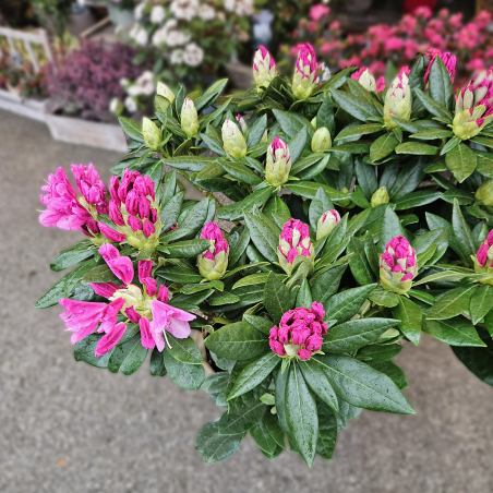 Rhododendron grand