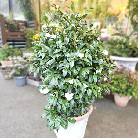 Camélia blanc rosé