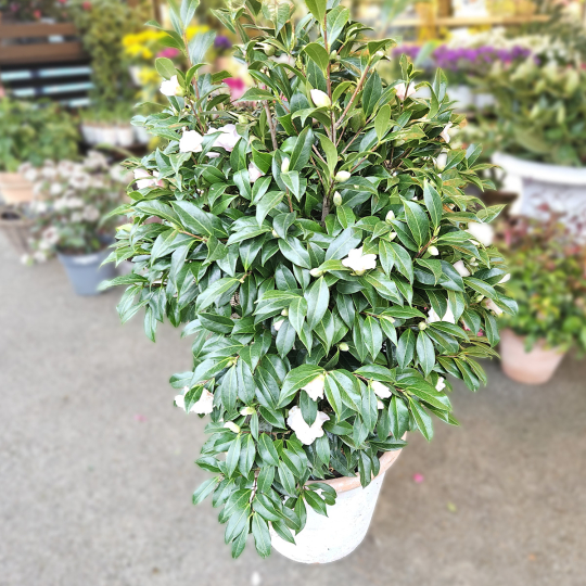 Camélia blanc rosé