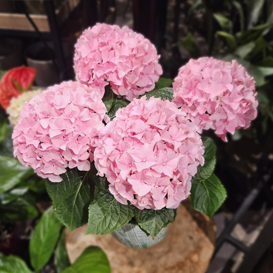 Hortensia rose