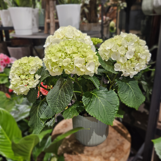 Hortensia blanc vert