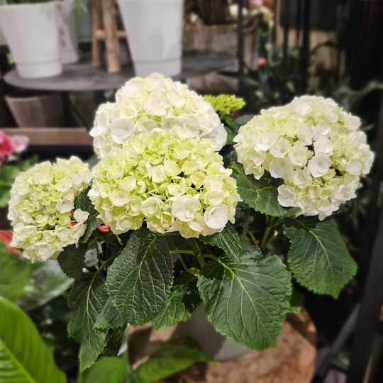 Hortensia blanc vert