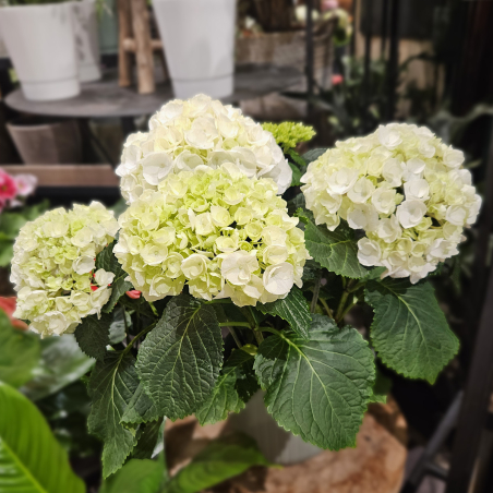 Hortensia blanc vert