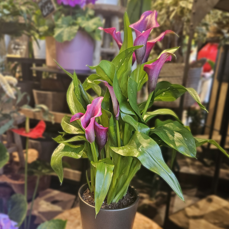 Calla Zantedeschia violine