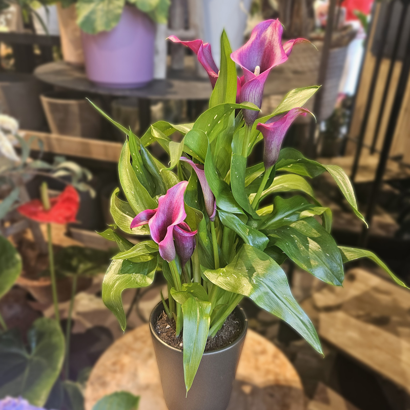 Calla Zantedeschia violine