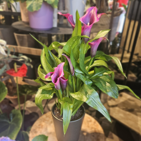 Calla Zantedeschia violine