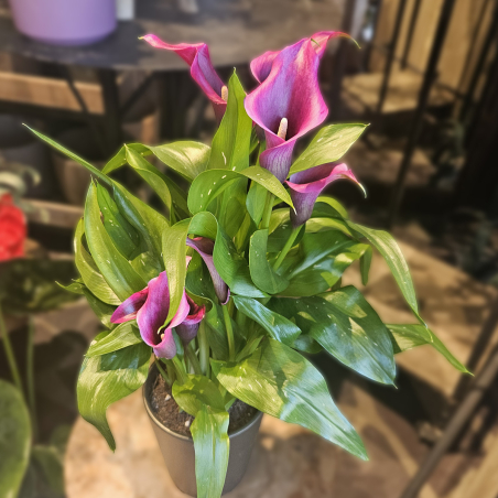 Calla Zantedeschia violine