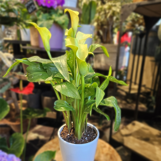 Calla Zantedeschia jaune