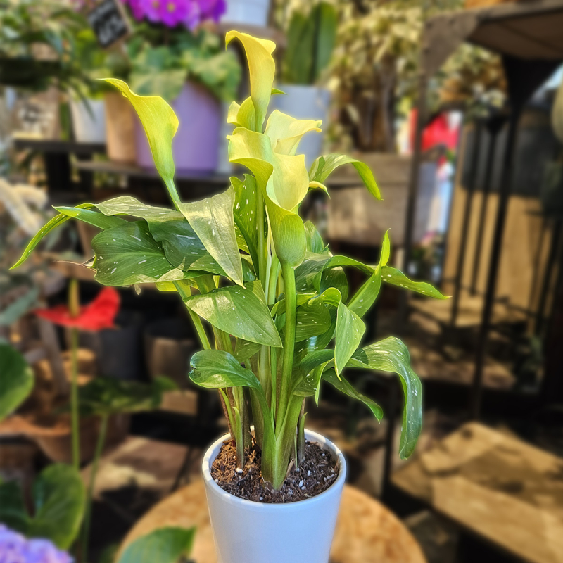 Calla Zantedeschia jaune