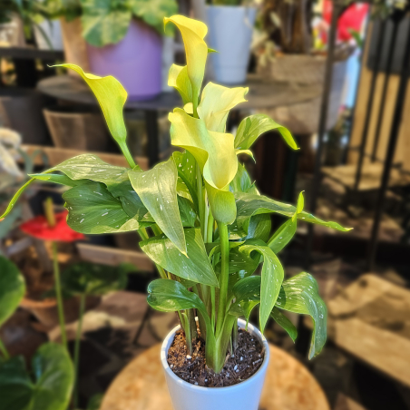 Calla Zantedeschia jaune