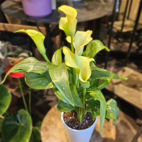Calla Zantedeschia jaune
