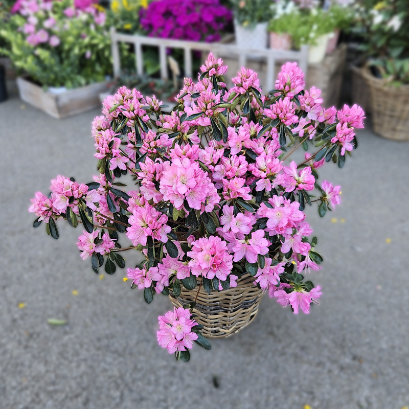 Azalée rustique rose