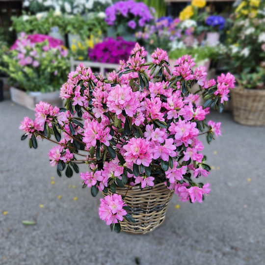 Azalée rustique rose