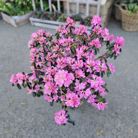 Azalée rustique rose