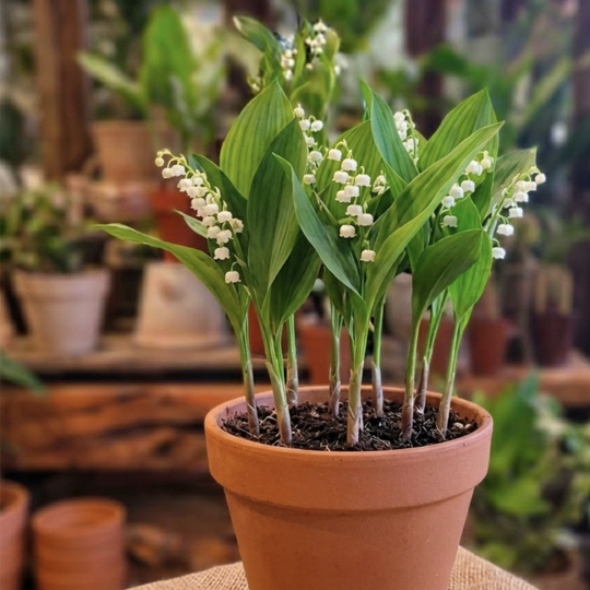 Pot de Muguet 7 griffes