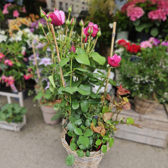 Grand rosier rose dégradé