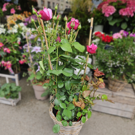 Grand rosier rose dégradé