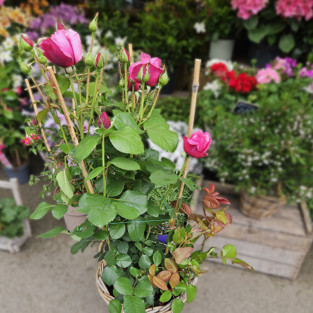 Grand rosier rose dégradé