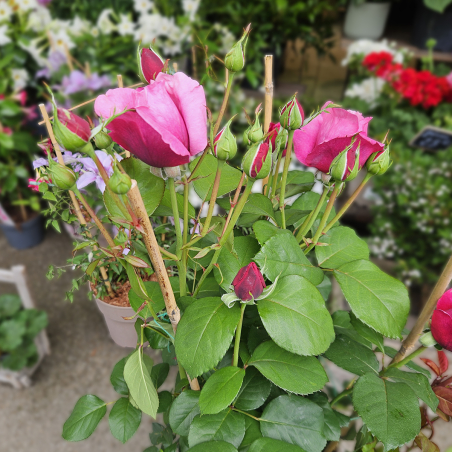 Grand rosier rose dégradé