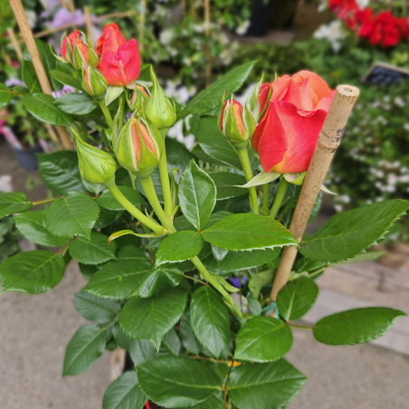 Grand rosier orange