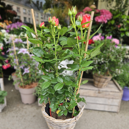 Grand rosier orange