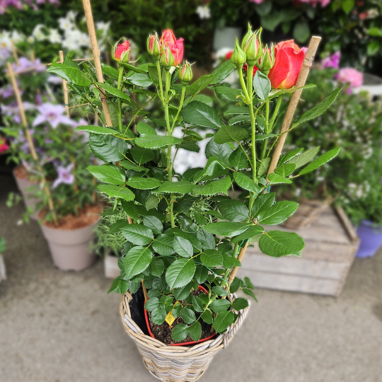 Grand rosier orange