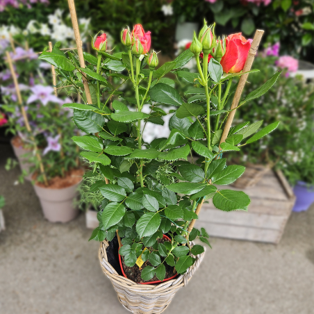 Grand rosier orange
