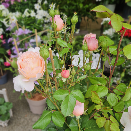 Grand rosier rose pâle
