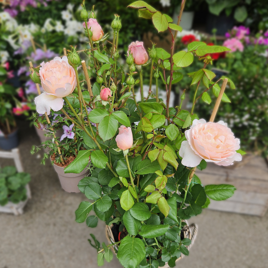 Grand rosier rose pâle