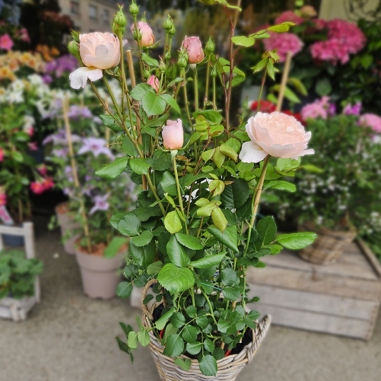 Grand rosier rose pâle