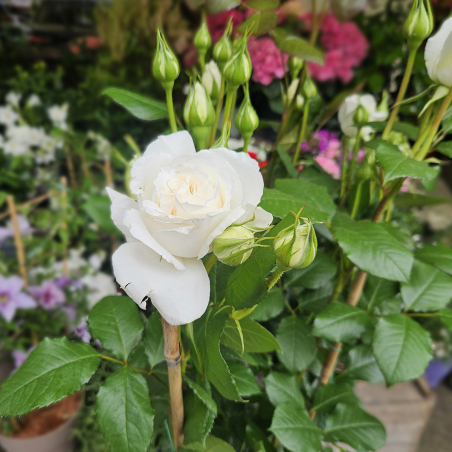 Grand rosier blanc