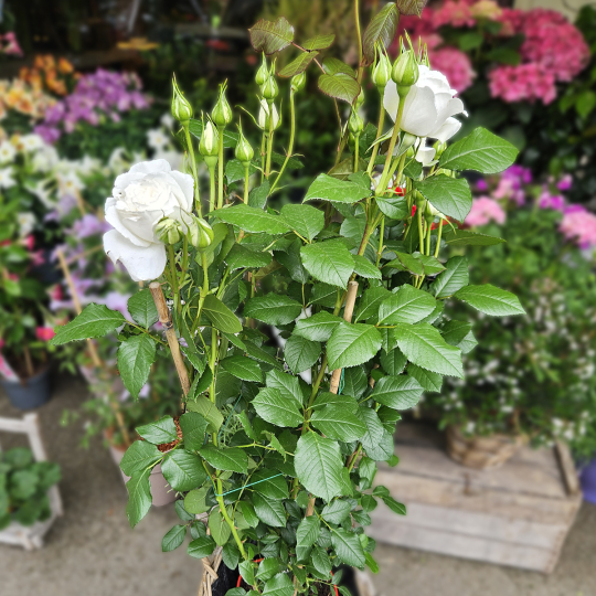 Grand rosier blanc