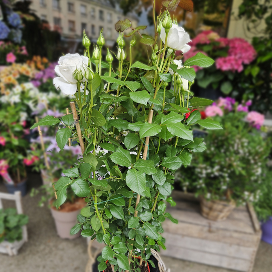 Grand rosier blanc