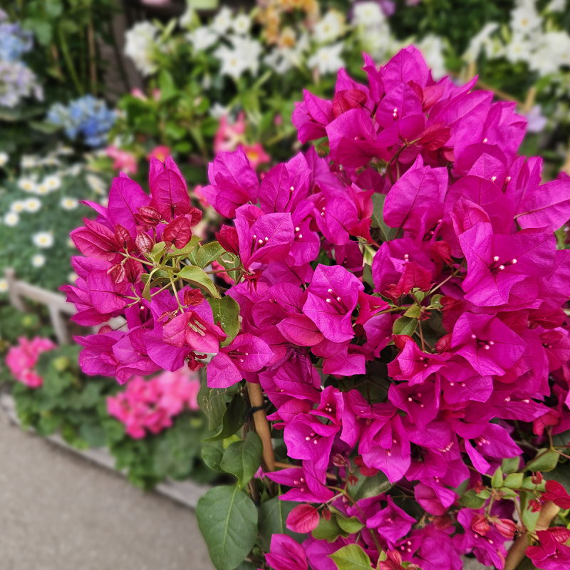 Bougainvillier