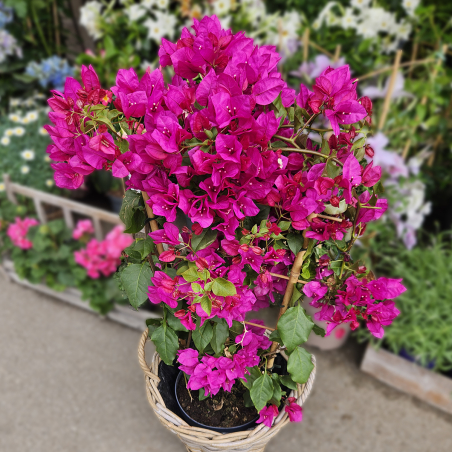 Bougainvillier