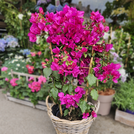 Bougainvillier